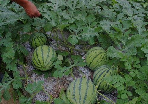 山西介休吃瓜视频曝光,网络曝光揭示当地风俗争议