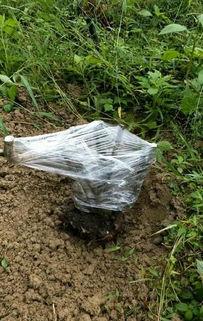 今日头条映山红挖桩,揭秘今日头条背后的技术奥秘