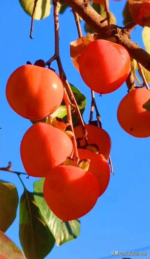 今日头条柿子摄影,捕捉秋日金黄，尽享丰收美景
