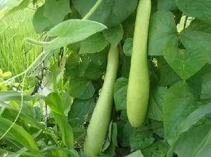 吃葫芦瓜花的虫,探究常见虫害及其防治策略