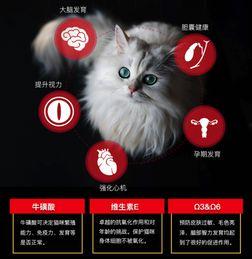 料理猫爆料视频播放,视频播放背后的精彩瞬间