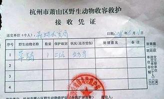 头条名字怎么取动物类别,探寻各品类动物的独特魅力