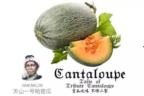 猪猪吃蜜瓜,蜜瓜盛宴中的欢乐时光