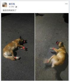 怎么做动物网红胶带视频,创意胶带视频制作攻略