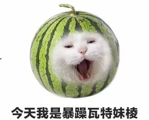 不许吃我瓜全文,一场关于瓜的趣味冒险之旅