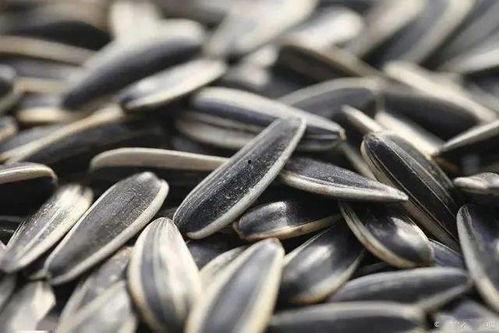 洛杉矶华人吃瓜,吃瓜文化背后的社区生活剪影