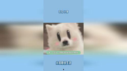 演绎吃瓜的小猫